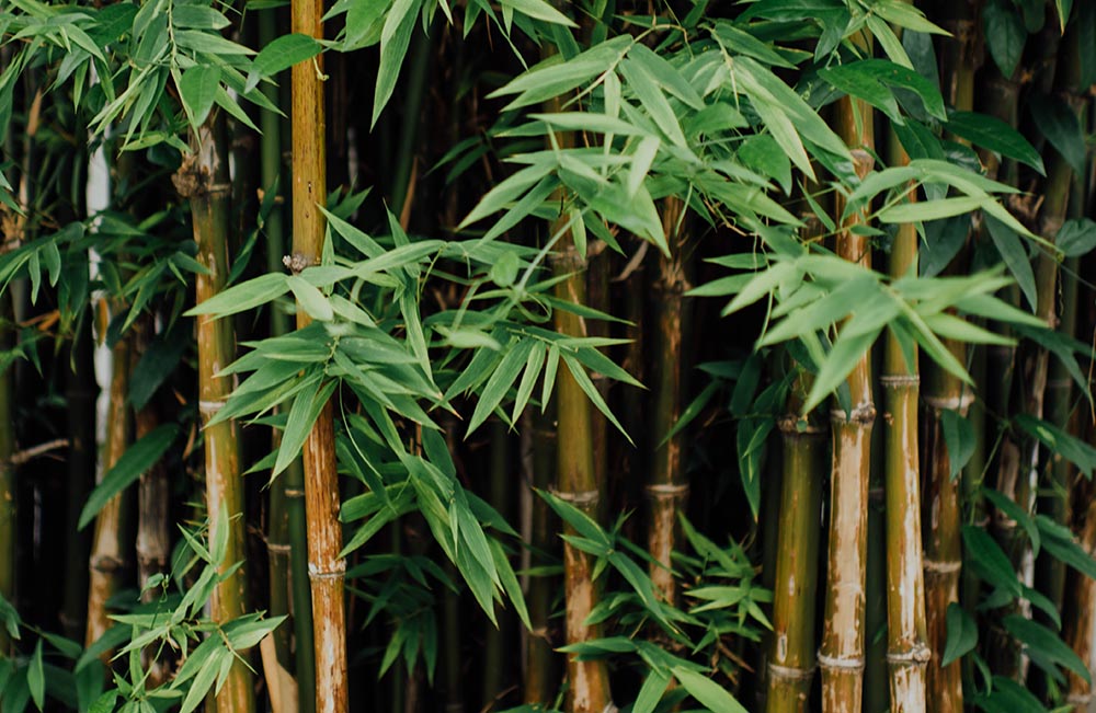 Bambus | Wirkstoffe | Selbstheilung Online