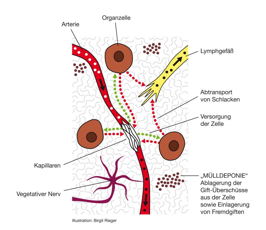 Das Bindegewebe Die Basis Von Gesundheit Und Hochleistung Selbstheilung Online