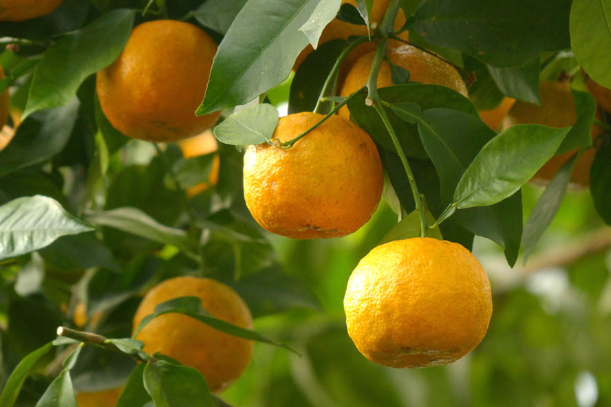Pomeranze (Citrus x aurantium) Wirkstoffe