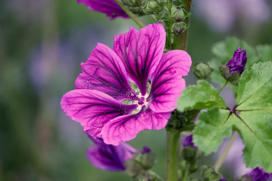 Wilde Malve, auch Käsepappel (Malva sylvestris) Selbstheilung Online