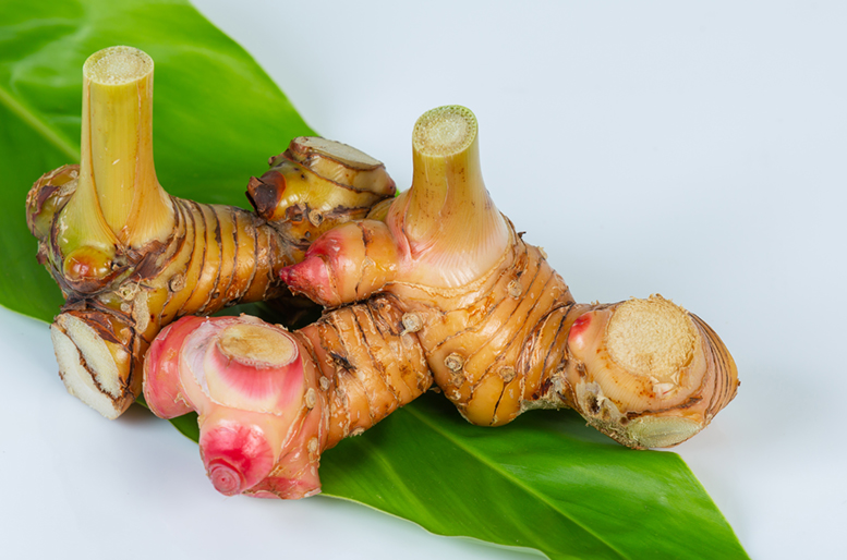 Galgant (Alpinia officinarum) Selbstheilung Online